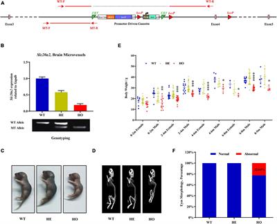 Slc20a2-Deficient Mice Exhibit Multisystem Abnormalities and Impaired Spatial Learning Memory and Sensorimotor Gating but Normal Motor Coordination Abilities